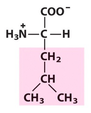  \n Nonpolar, aliphatic R Groups