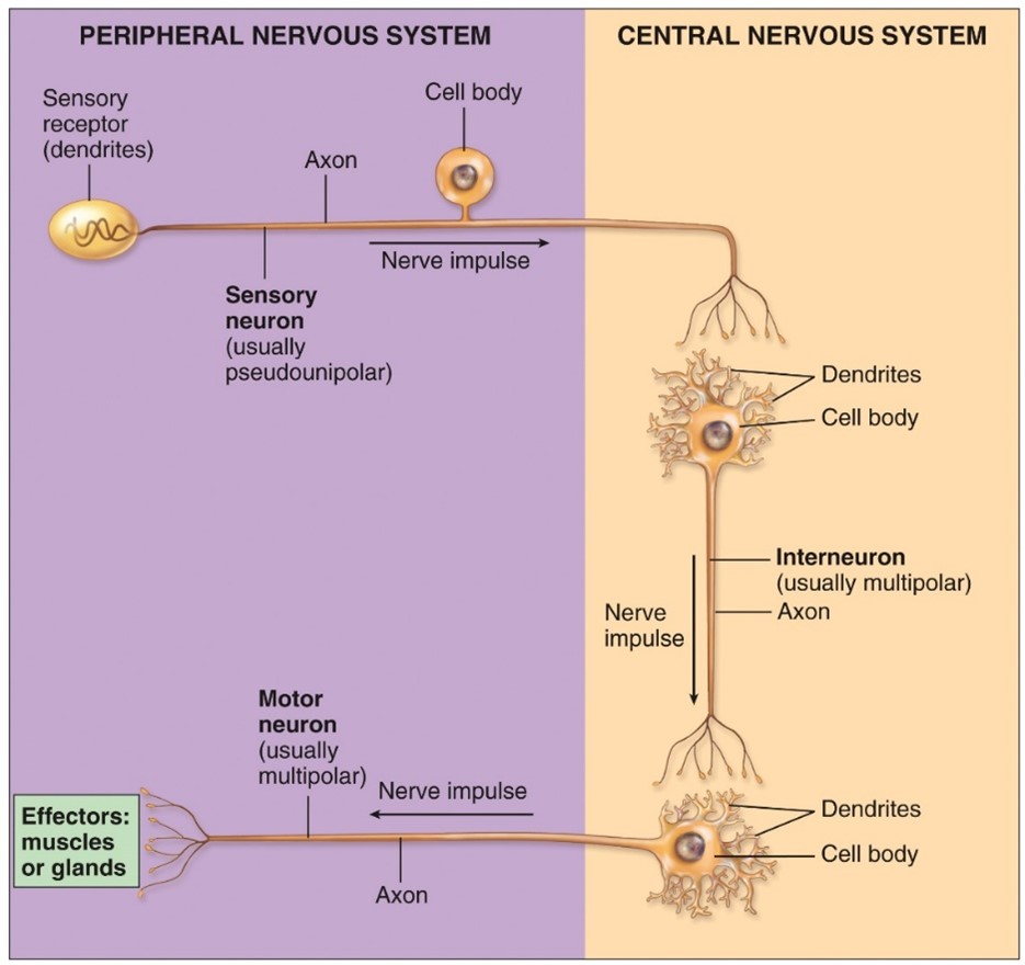 <p>-Conveys information to the CNS -unipolar</p>