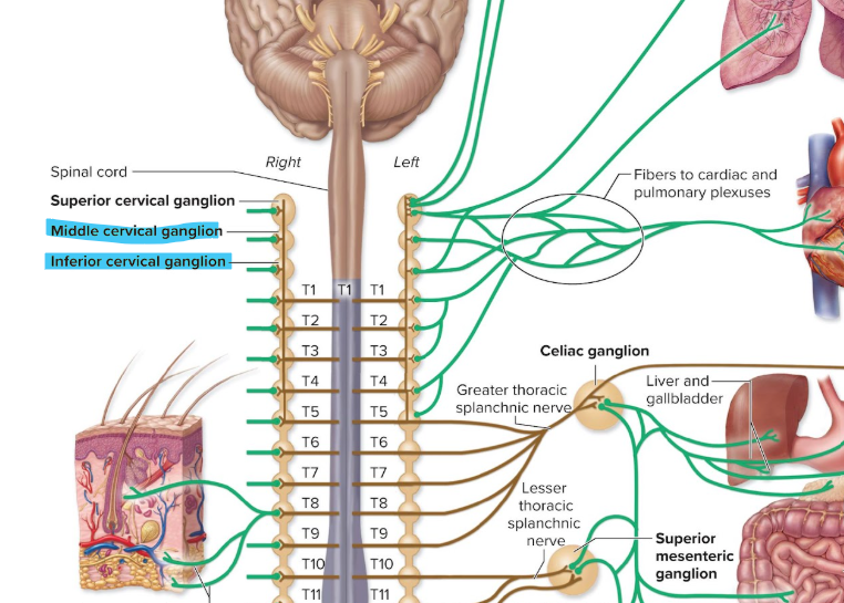 <ul><li><p>cells have <strong>postganglionic axons that innervate neck structures and thoracic viscera</strong></p></li></ul><p></p>