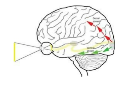 "Where": Dorsal (Occipitoparietal) Pathway <red>
"What": Ventral (Occipitotemporal) Pathway <green>
Named by: Ungerleider and Mishkin