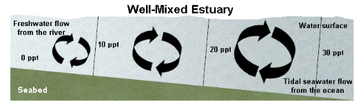 <p><span>Well mixed Estuary</span></p>