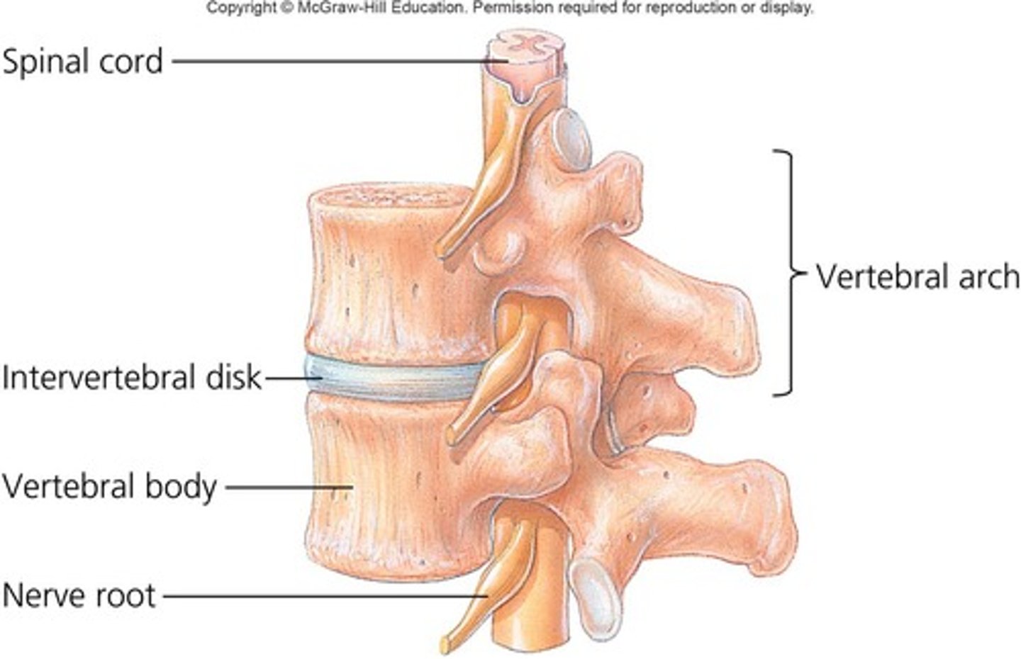 <p>They serve as shock absorbers for the spinal column.</p>