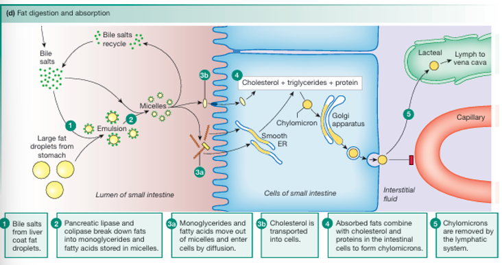 <ol><li><p>bile salts from liver coat fat droplets</p></li><li><p>pancreatic lipase and colipase break down fats into monoglycerades and fatty acids stored in micelles</p></li><li><p>a and b</p><ul><li><p>monoglycerades and fatty acids move out of micelles and enter the cell by diffusion</p></li><li><p>cholesterol is transported into the cells</p></li></ul></li><li><p>the absorbed fats combine with cholesterol and proteins in the intestinal cell to form chylomicrons</p><ul><li><p>Once monoglycerides and fatty acids are inside the enterocytes, they move to the smooth endoplasmic reticulum, where they recombine into triglycerides. The triglycerides then join cholesterol and proteins to form large droplets— chylomicrons.</p></li></ul></li><li><p>Because of their size, chylomicrons must be packaged into secretory vesicles by the Golgi. The chylomicrons then leave the cell by exocytosis.</p></li><li><p>chylomicrons are absorbed into lacteals, the lymph vessels of the villi.</p></li><li><p>Chylomicrons pass through the lymphatic system and finally enter the venous blood just before it flows into the right side of the heart.</p></li></ol><p></p>