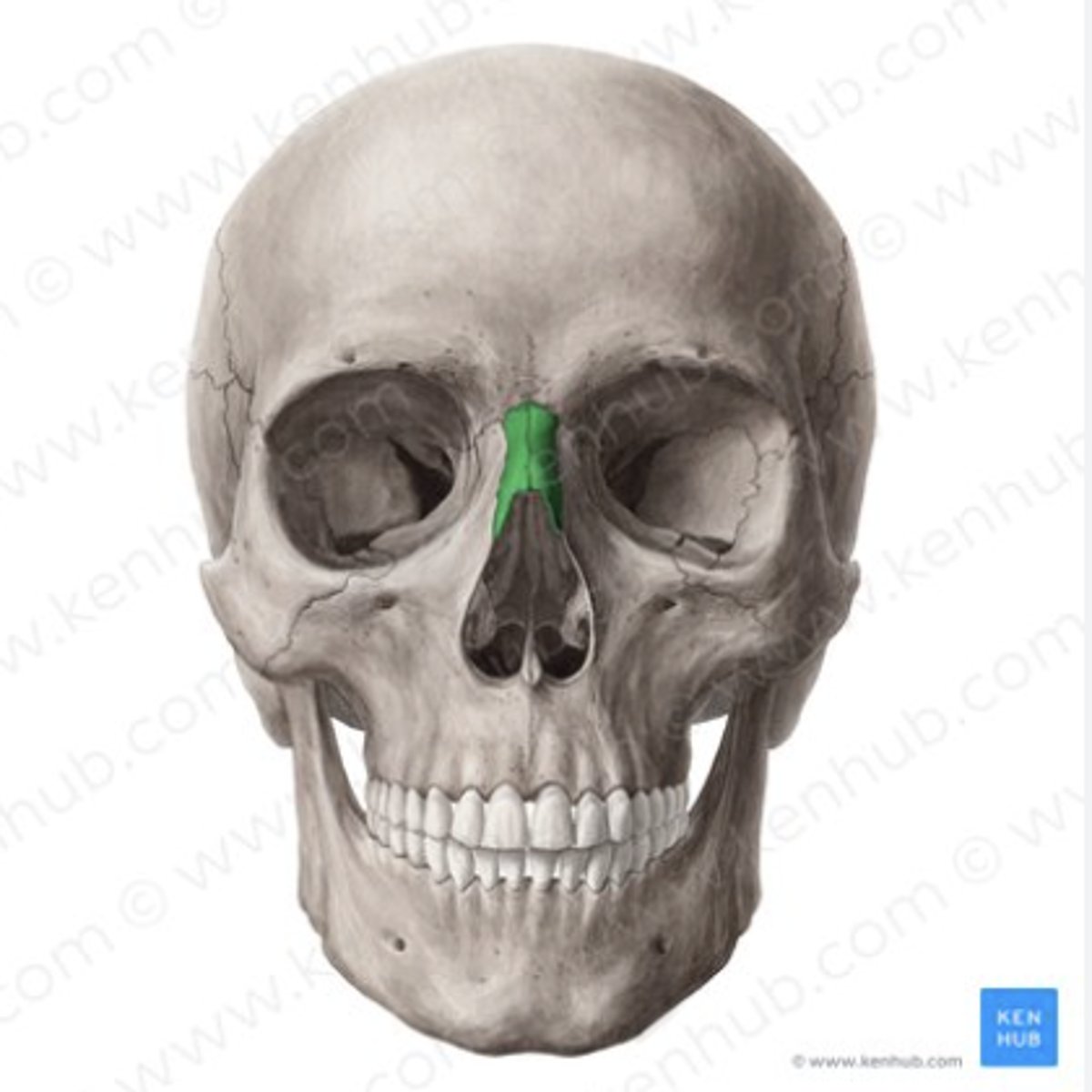 knowt flashcard image