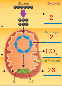 <p><span>𝐶6𝐻12𝑂6 + 6𝑂2 → 6𝐶𝑂2 + 6𝐻2𝑂</span></p>