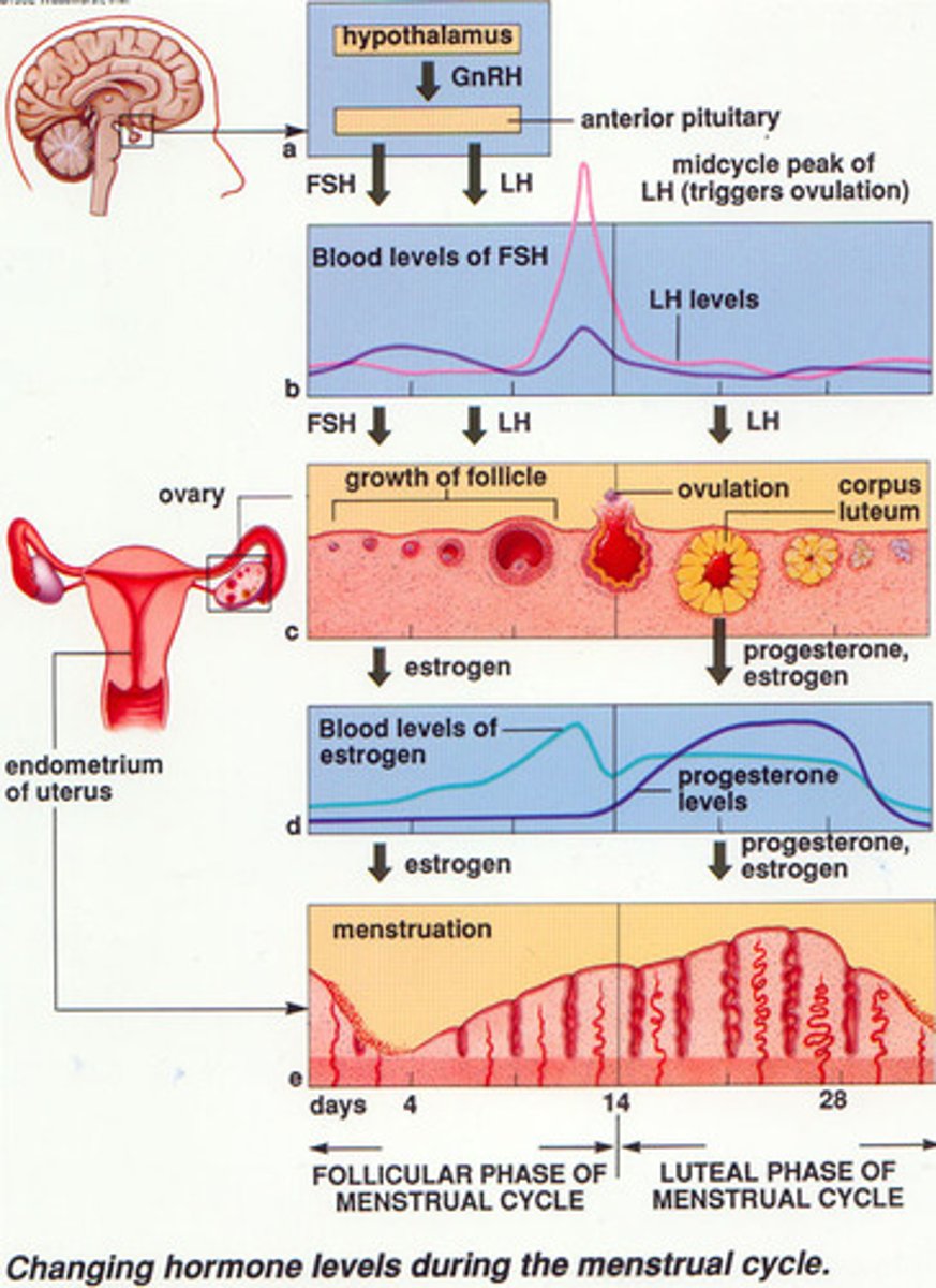 <p>Produces progesterone after egg is ovulated. Continues production for 2 weeks, unless fertilization continues, in which case it keeps producing progesterone throughout the first trimester of pregnancy (while the placenta is developing)</p>