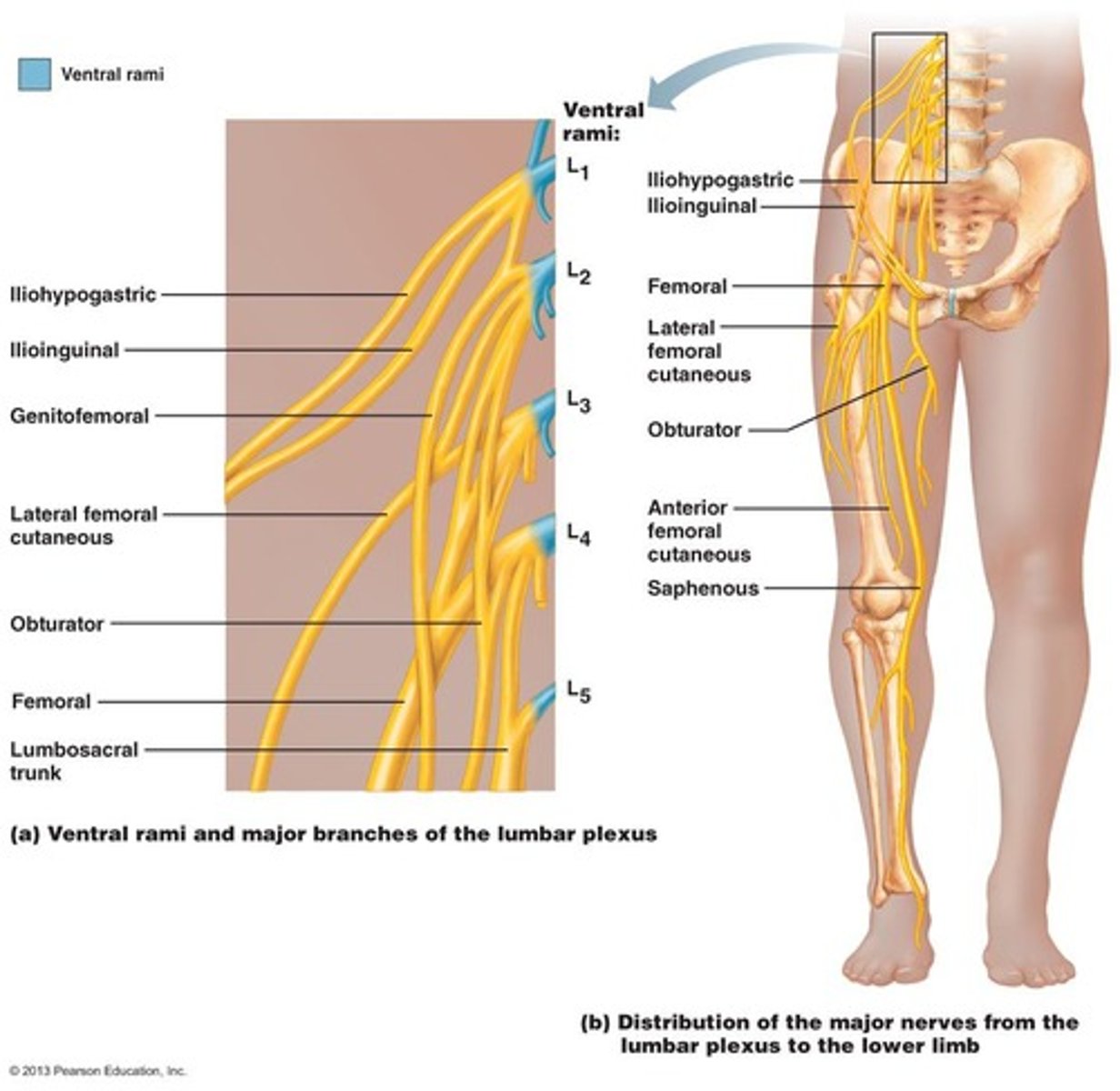 <p>L1-L5; Branches mainly go to the anterior of the lower limb.</p>
