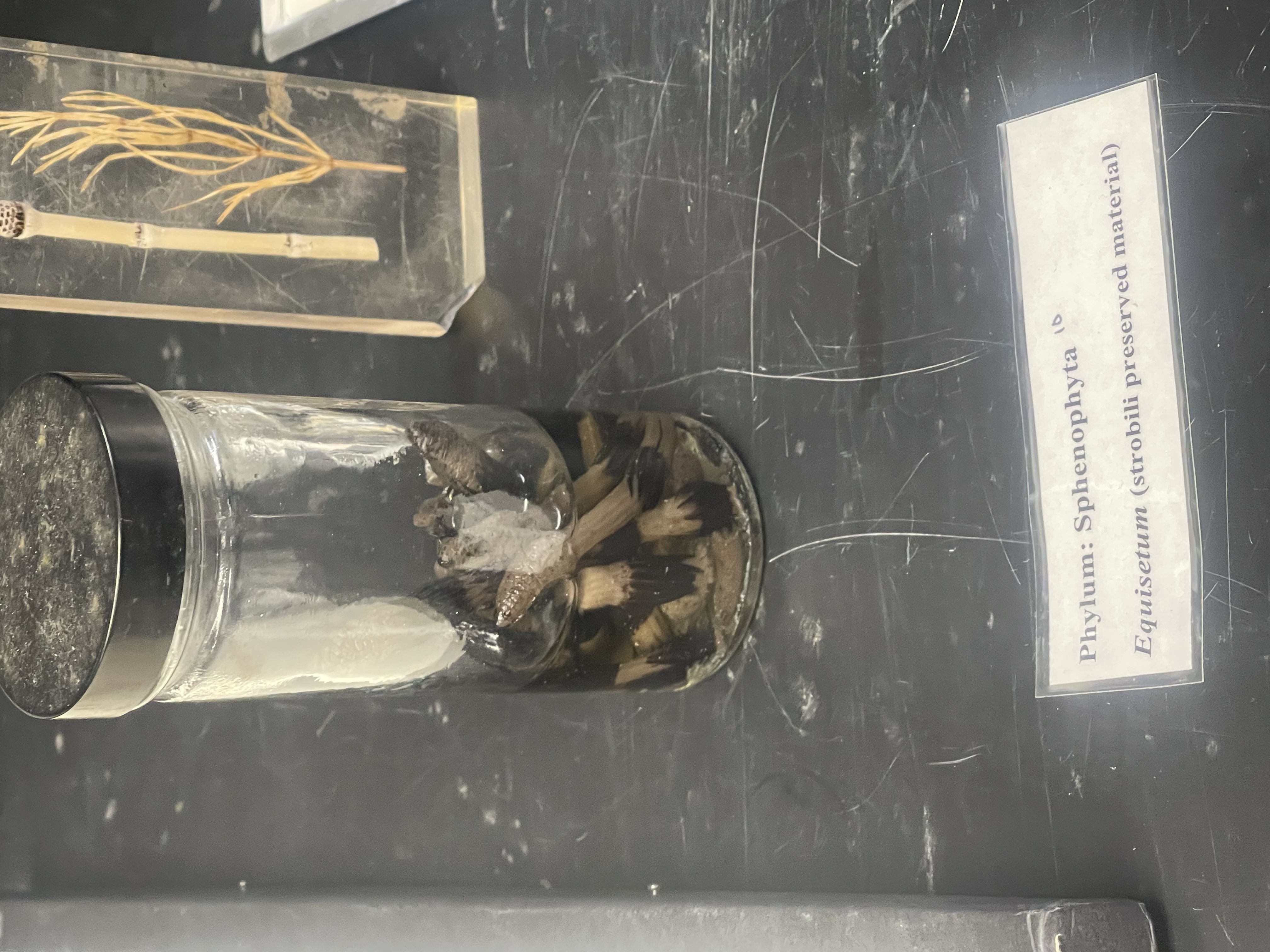 Name the phylum 