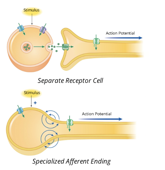 <p>Transduction occurs inside a receptor. Stimulation of the receptors alters the membrane permeability, causing the opening of nonselective cation channels. When cations enter a neuron, they will depolarize the membrane</p>