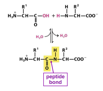 <p>condensation reaction </p>