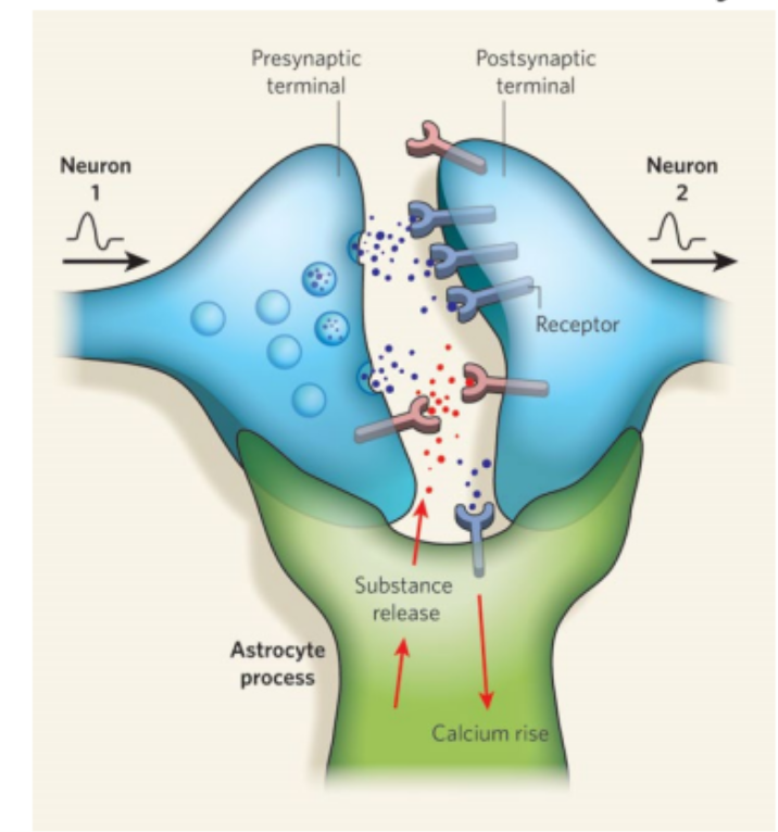 <ul><li><p>Capture et libération de transmetteurs</p></li><li><p>Soutien métabolique des neurones → barrière hémato-encéphalique et régulation du flux sanguin. Il n’y a pas d’échange direct entre le sang et les neurones, les capillaires sont tapissés des pieds des astrocytes et ceux ci prennent les nutriments et les apportent plus loin aux neurones.</p></li></ul><p></p>