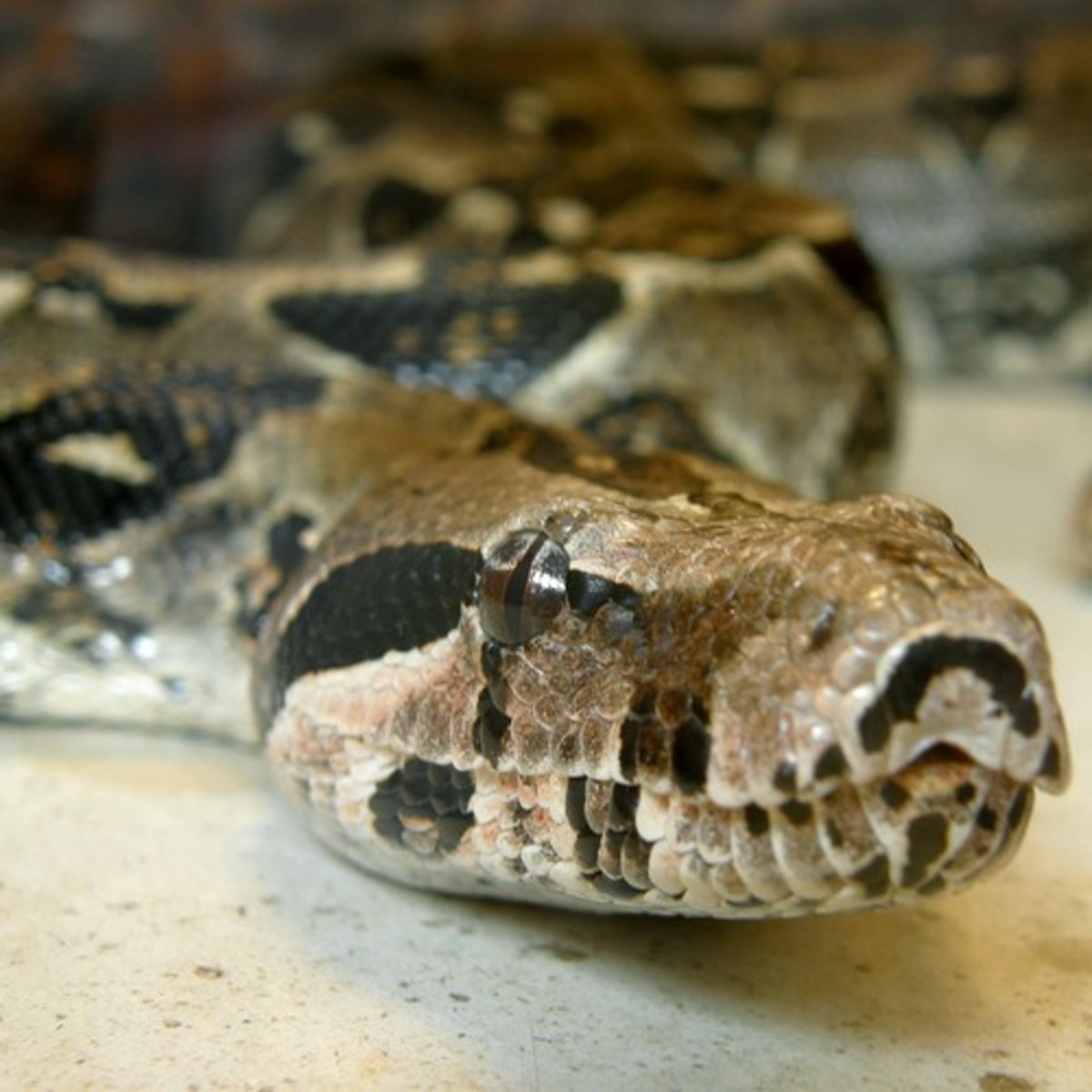<p>змея</p>