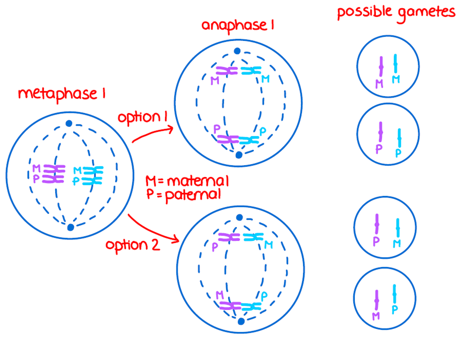 <p><span>•All homologous pairs of chromosomes separate <u>independently</u>, i.e., the way one homologous pair separates is unaffected by the way any of the other pairs separate; and <u>randomly</u>, i.e., towards which pole the maternal and paternal chromosomes travel of each pair is by chance.</span></p>