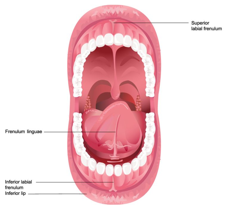 <p>Vertical strip that anchors tongue to mouth (middle)</p>