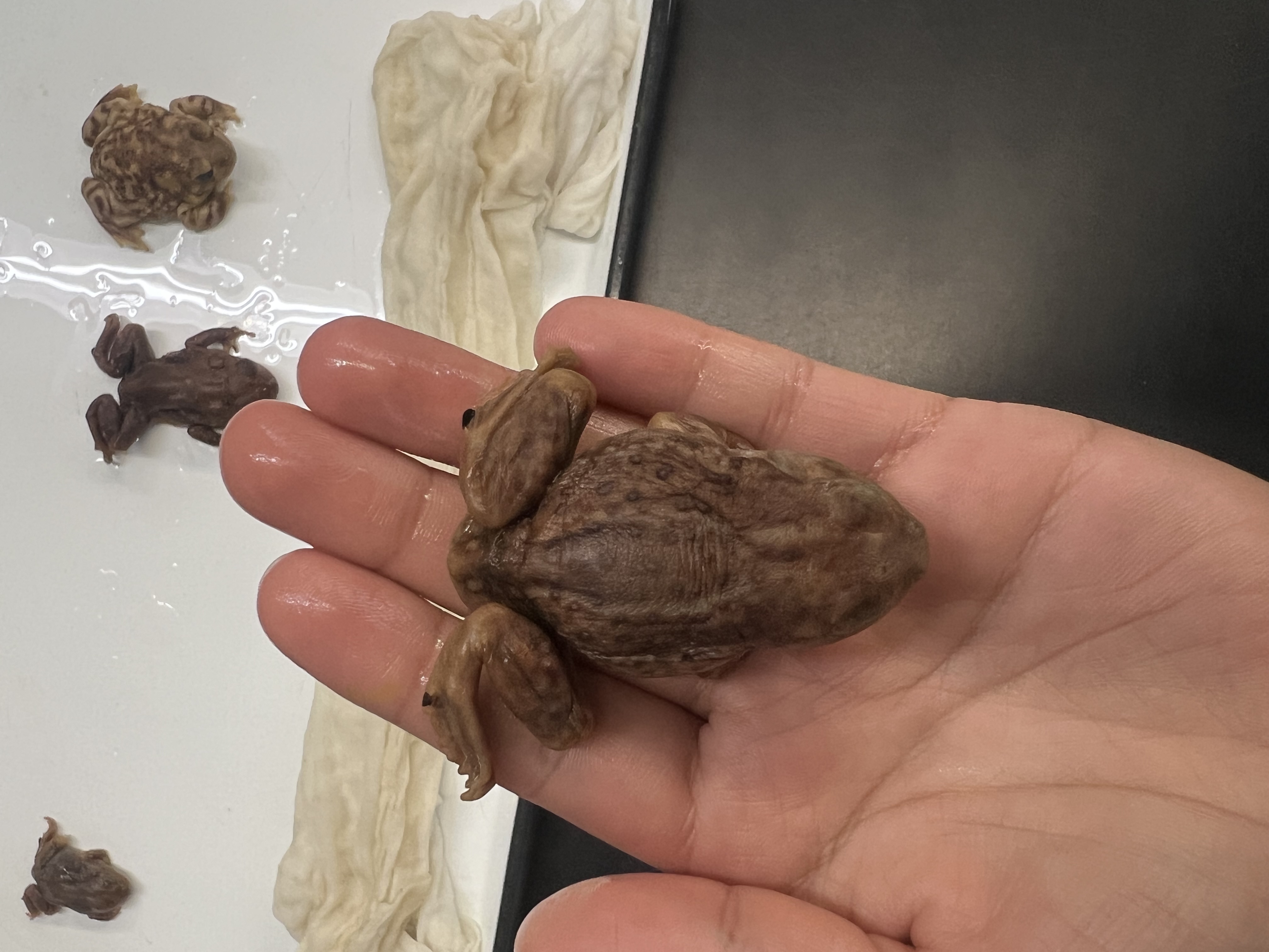 <p>What’s the <strong>family</strong> name?</p>