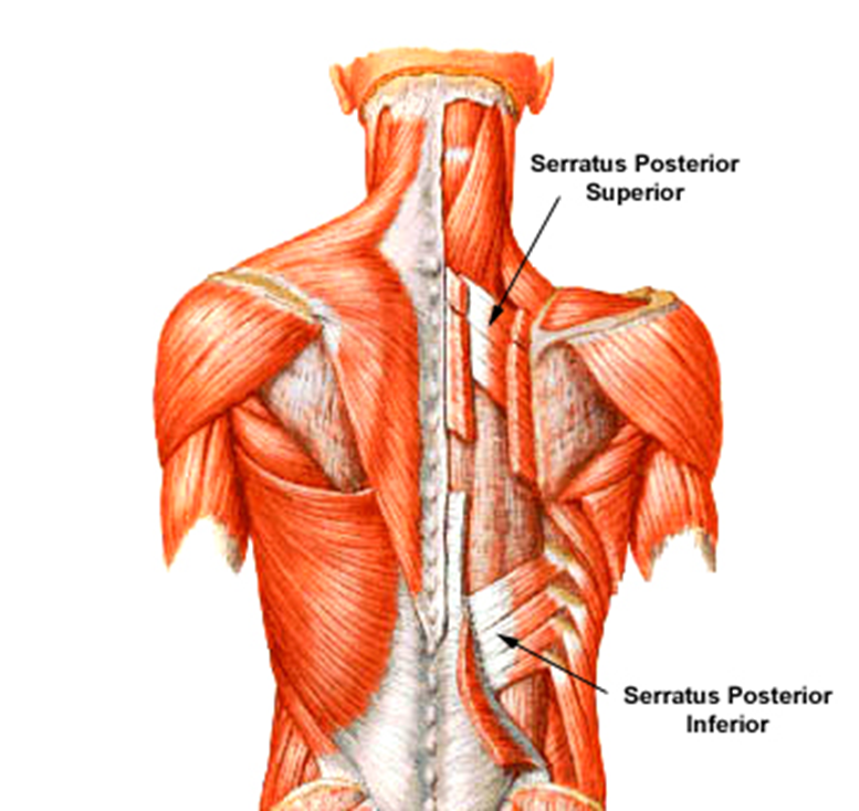 <p>Intermediate Extrinsic Back Muscles</p>