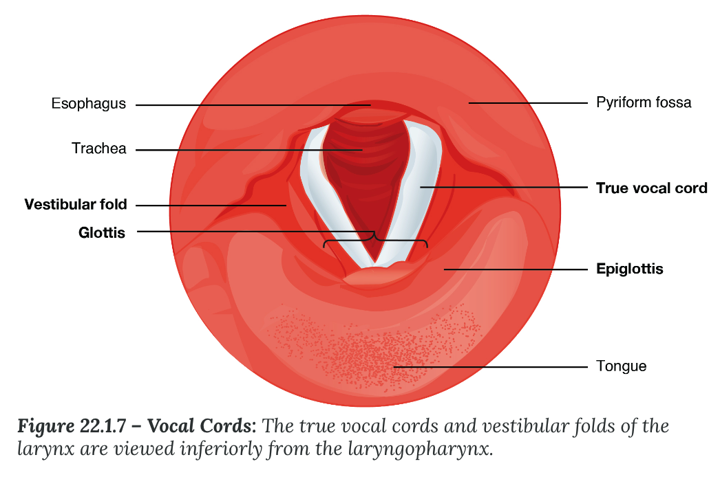 <p><strong>Glottis</strong></p><ul><li><p><strong>Vestibular fold</strong></p><ul><li><p>____ vocal cord, is one of a pair of folded sections of mucous membrane</p></li></ul></li><li><p><strong>True vocal cord</strong></p><ul><li><p>one of the white, membranous folds attached by muscle to the <strong>thyroid and arytenoid</strong> cartilages of the larynx on their outer edges.</p></li><li><p>inner edges of the true vocal cords are free, allowing ______ to produce sound</p></li></ul></li><li><p>size of the membranous folds of the true vocal cords differs between individuals, producing voices with different ____ ranges</p><ul><li><p>thinner in females</p></li></ul></li></ul>