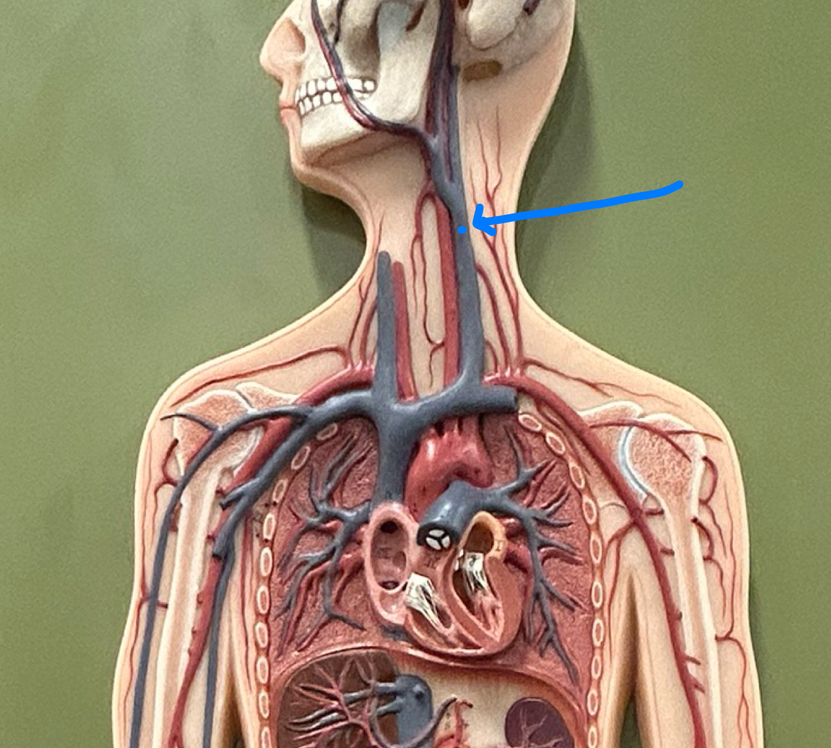 knowt flashcard image