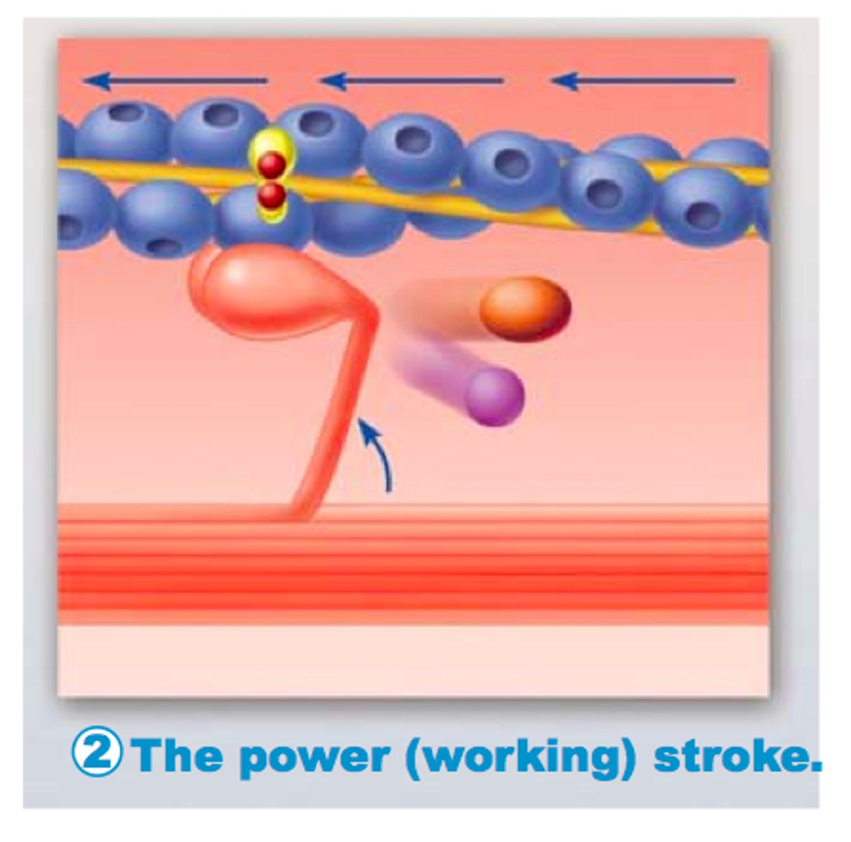 <p>action of myosin pulling actin inward (toward the M line)</p>