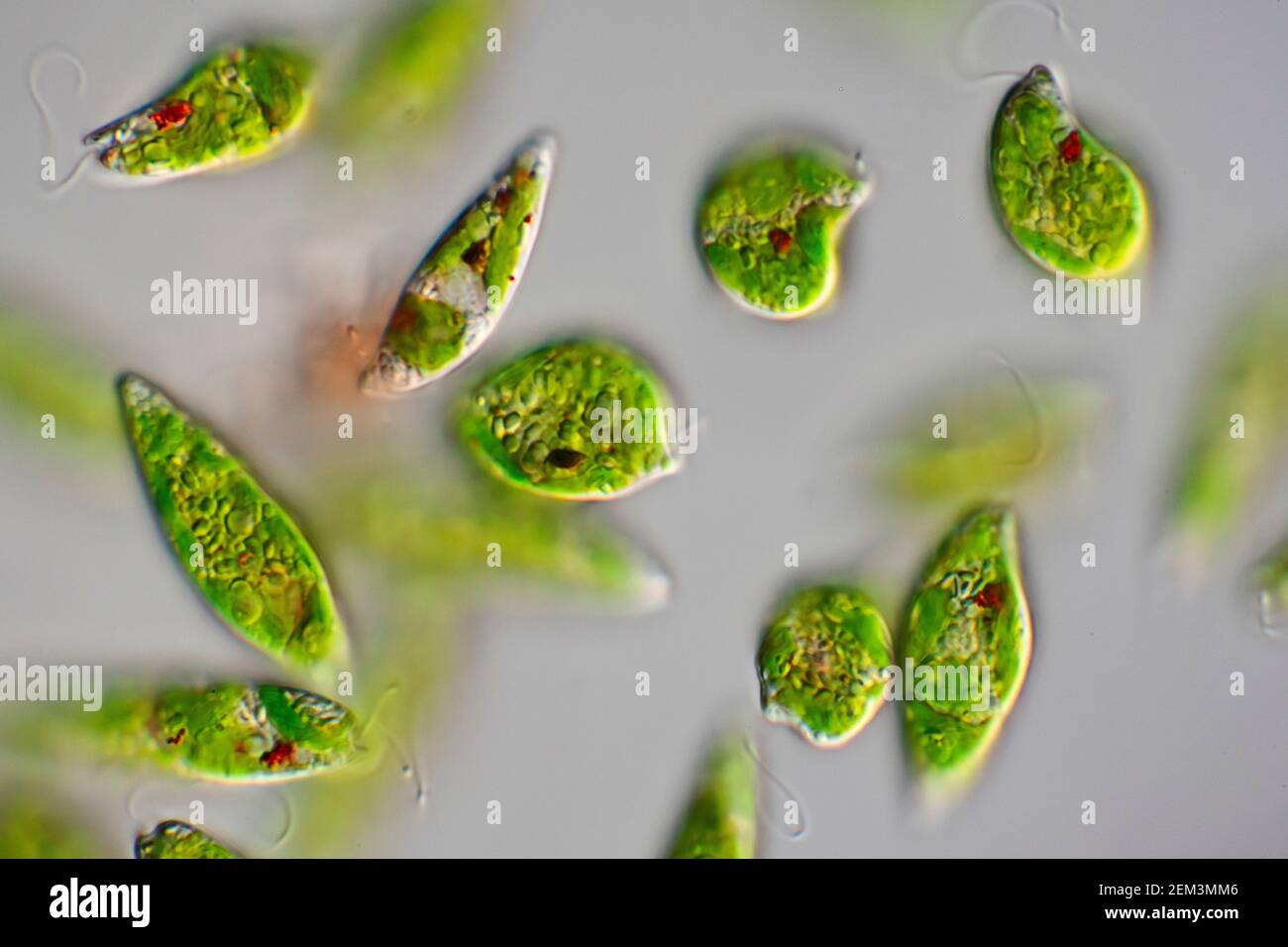 <p><strong>Phylum Euglenozoa</strong></p>