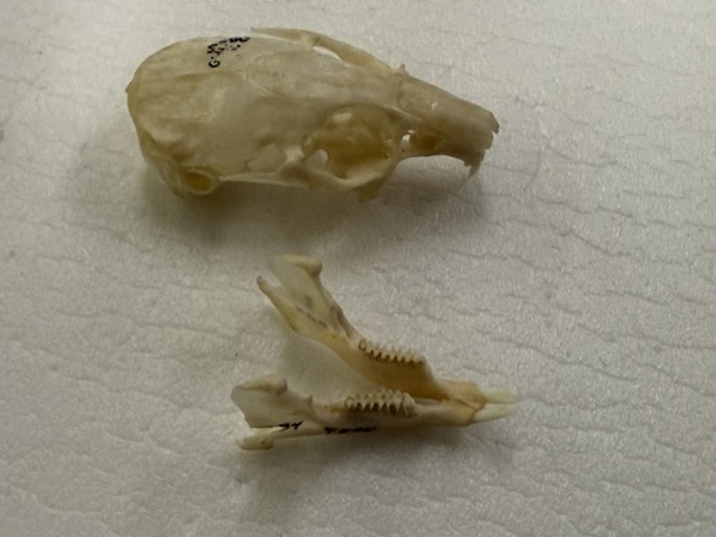 <p>Genus, species</p><p>-peg-like 2nd incisor</p><p>-jugal process</p>