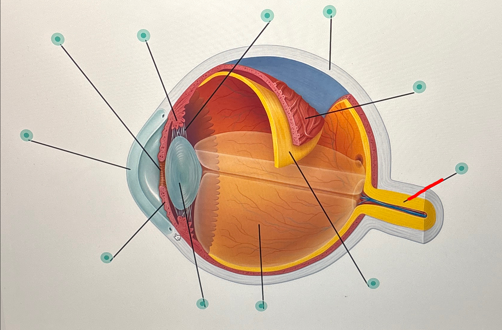 <p><u>Label The Eye</u></p>