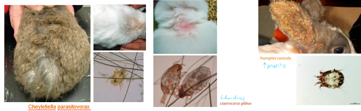 <p>Psoroptes cuniculis - ear mites</p><p>Cheyletiella parasitovorax - skin mites</p><p>Leporacarus gibbus - fur mites</p><p>Diagnosis via skin scrapes, hair plucks</p><p>Frequently secondary to grooming problems (dental disease, arthritis, spinal disease) or immunosuppression</p><p>Treatment - Selemectin, Moxidectin</p>