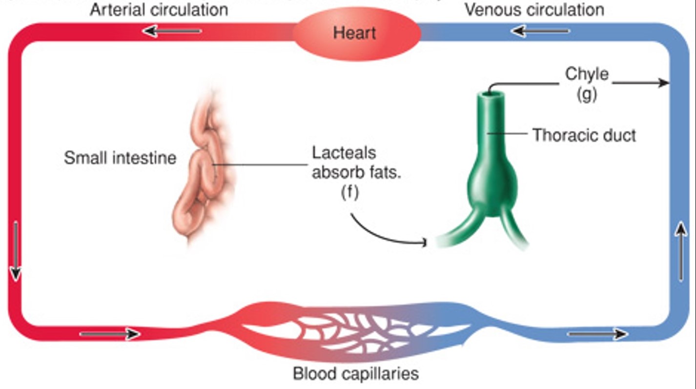 Lacteals absorb lipids, forming chyle (lymph + lipids), which then passes through the thoracic duct or right lymphatic trunks before entering the blood.