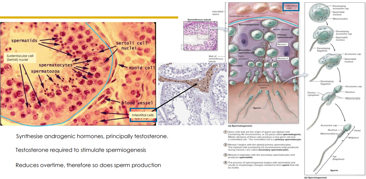 <p>Interstitial Cells</p>