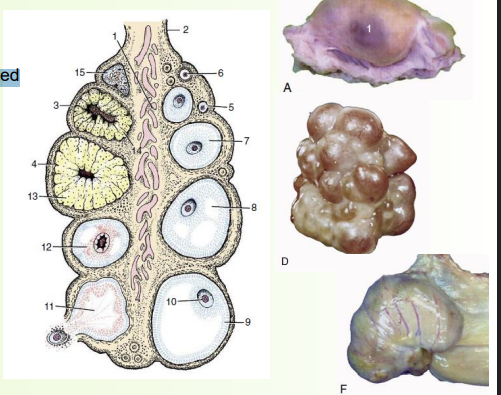 <p><strong>» Solid, ellipsoid organ</strong></p><p>• Follicles (each containing a single ovum)</p><p>• Projection of follicles can make it irregular-shaped</p><p>• More follicles (e.g. polytocous species) = more lumpy</p><p></p><p><strong>» In cross-section:</strong></p><p>• Loose vascular zone/medulla in centre</p><p>• Outer dense parenchymatous zone</p><p></p><p><strong>» Horses slightly different</strong></p><p>• More kidney shaped</p><p>• Reversed structure (vascular zone outside, parenchymatous zone + follicles inside) F - and single location where they ovulate from - ovulation fossa</p>
