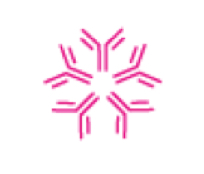 <p>produced first upon antigen invasion</p><p>increases transiently</p>