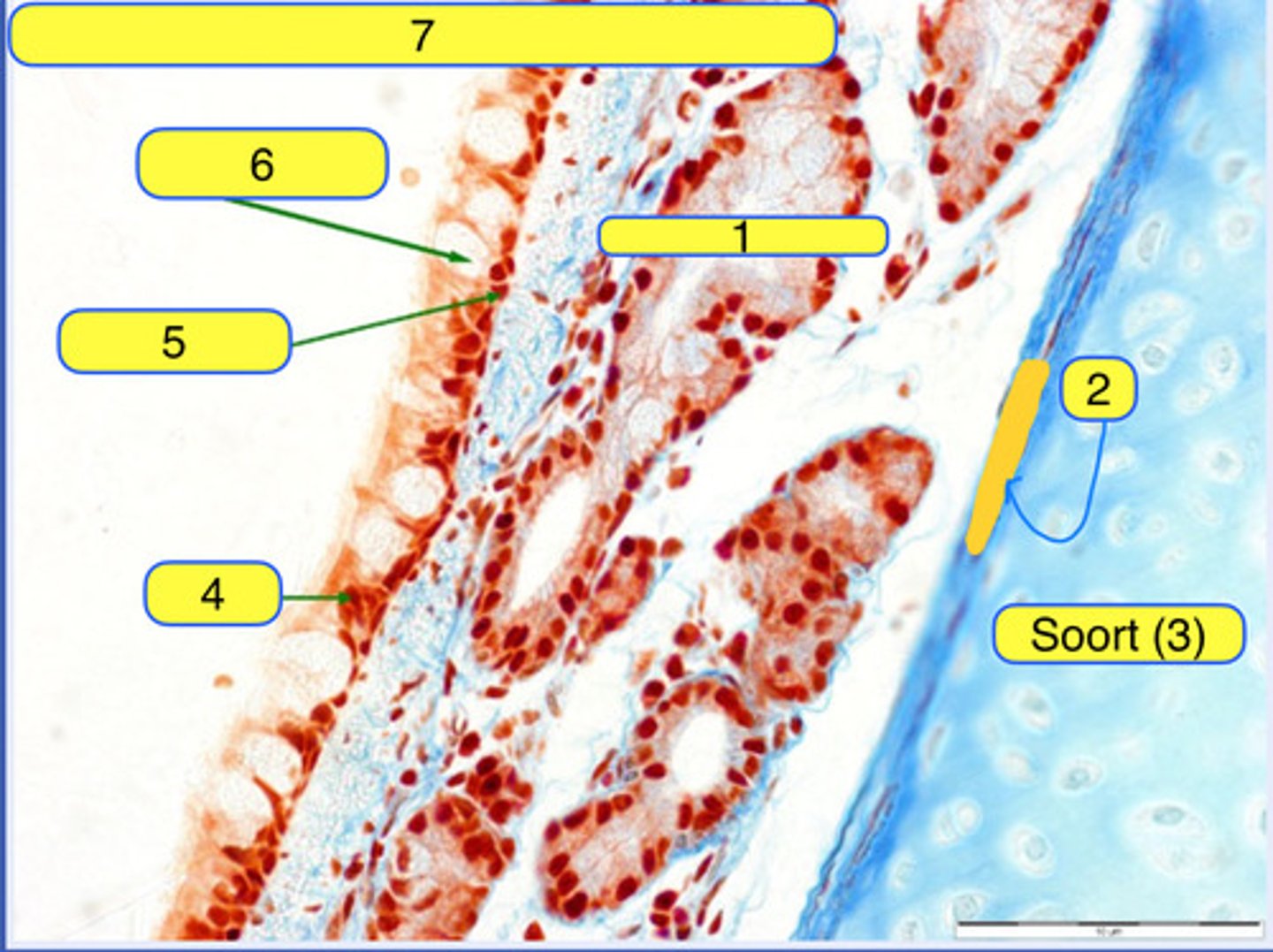 <p>5</p>