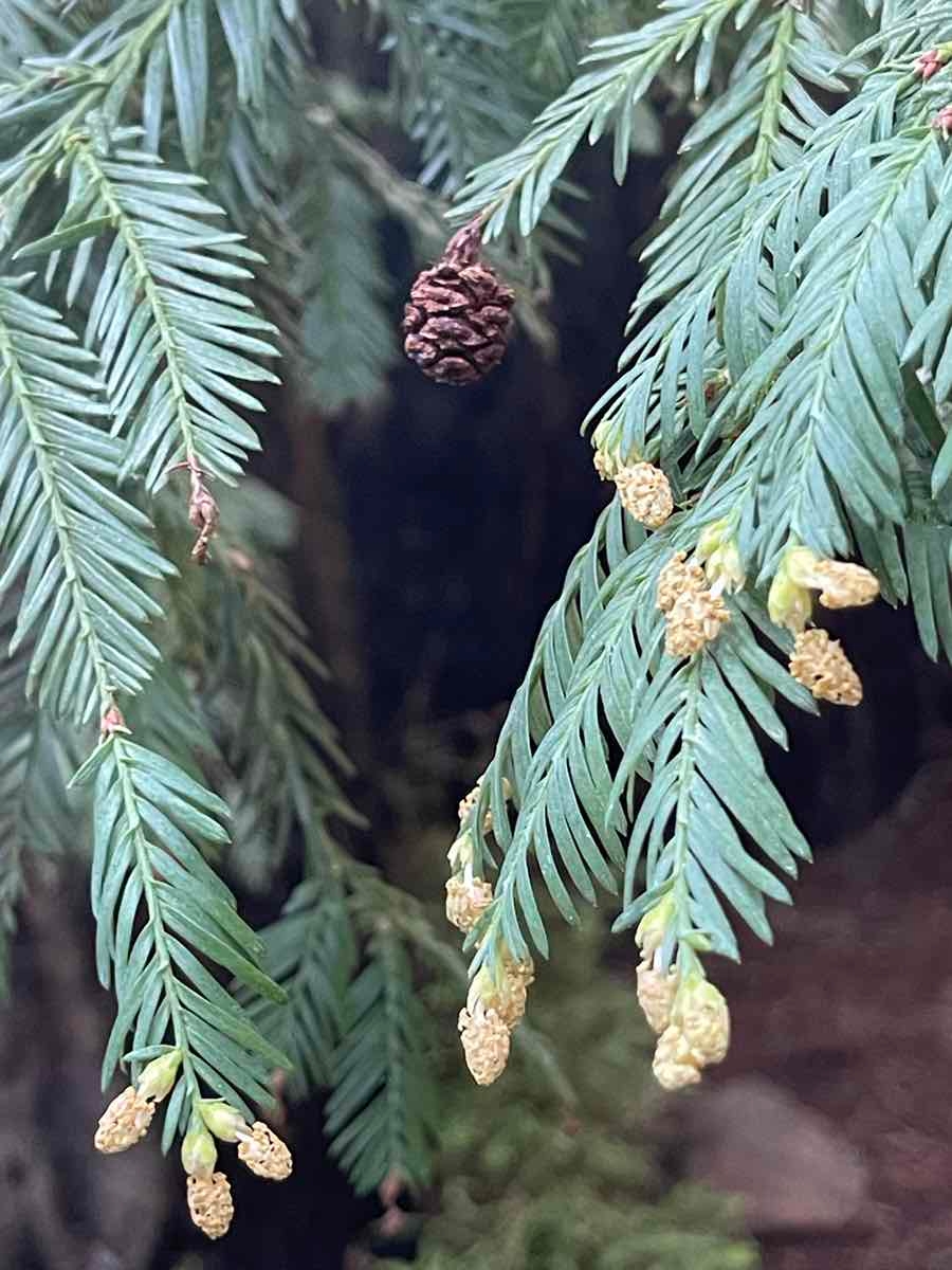 <p>Sequoia sempervirens</p>