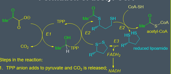 <ol><li><p>Thiamine pyrophosphate is added to pyruvate and CO<sub>2</sub> is released </p></li><li><p>lipoamide disulphide is added to acetyl group and a redox reaction occurs </p></li><li><p>disulphide exchange occurs to form acetyl coA and reduced lipoamide </p></li><li><p>reduced lipoamide is oxidised to disulphide using FAD </p></li><li><p>FADH<sub>2</sub> is oxidised by NADH which is fed into the electron transport system </p></li></ol><p></p>