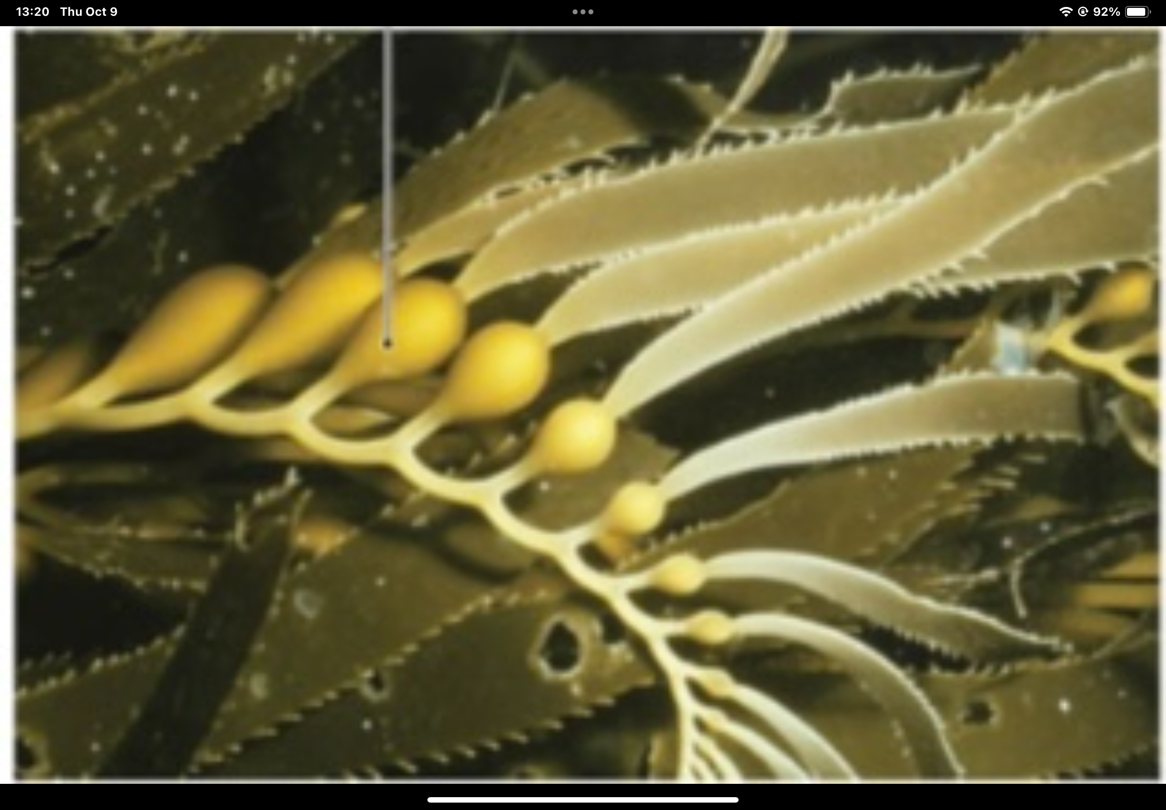 term image