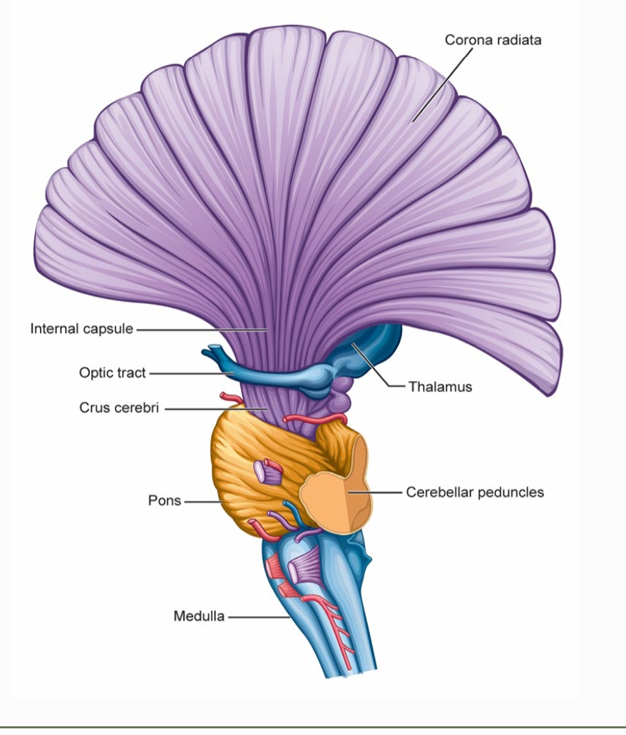 <p>projection fibers</p>