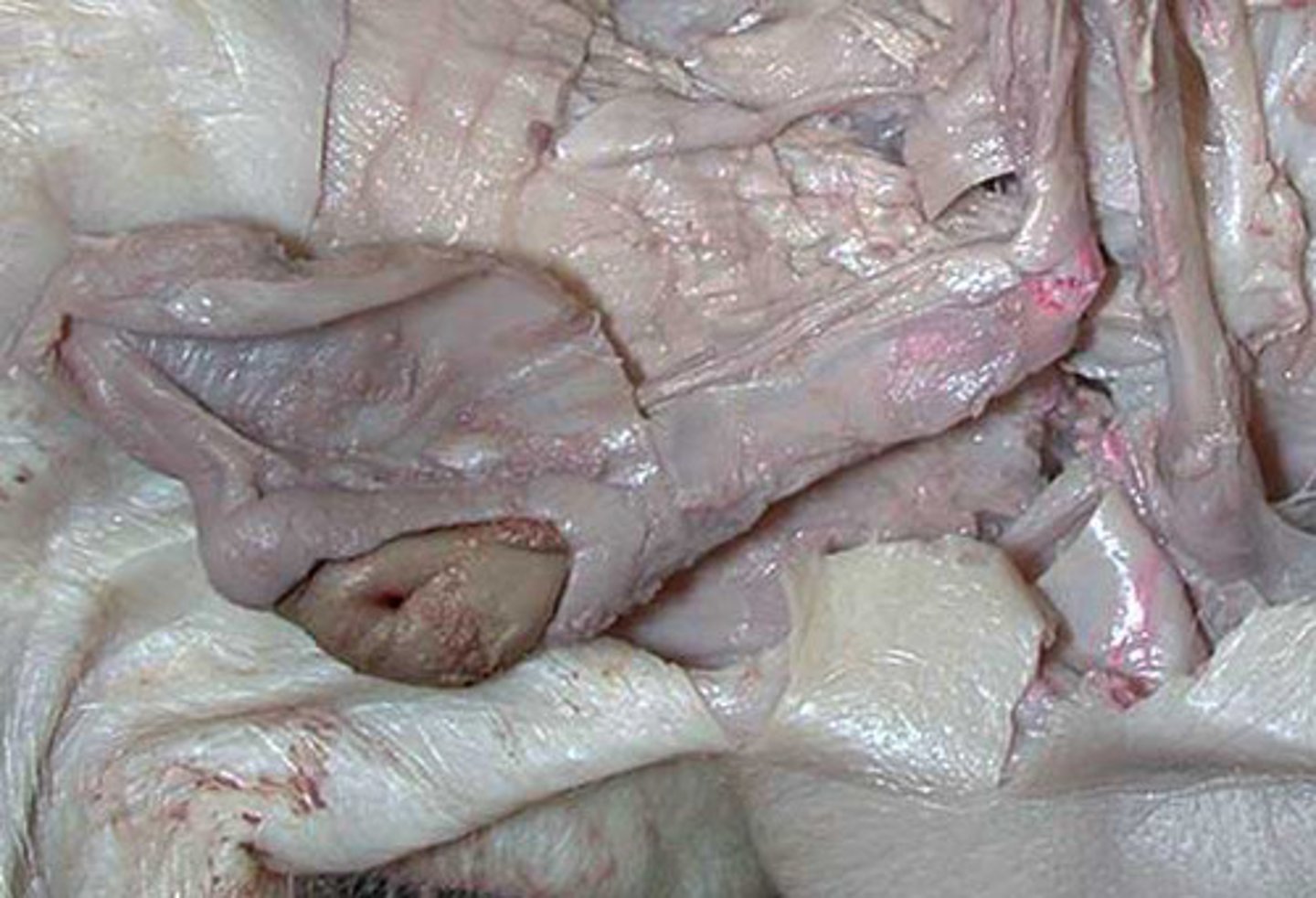 <p>What system do the Testes belong to?</p>
