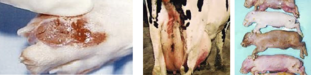 <p>Pyogranulomatous infections (cutaneous, pulmonary or disseminated) </p><p>Chronic mastitis in cows, abortions in pigs </p>