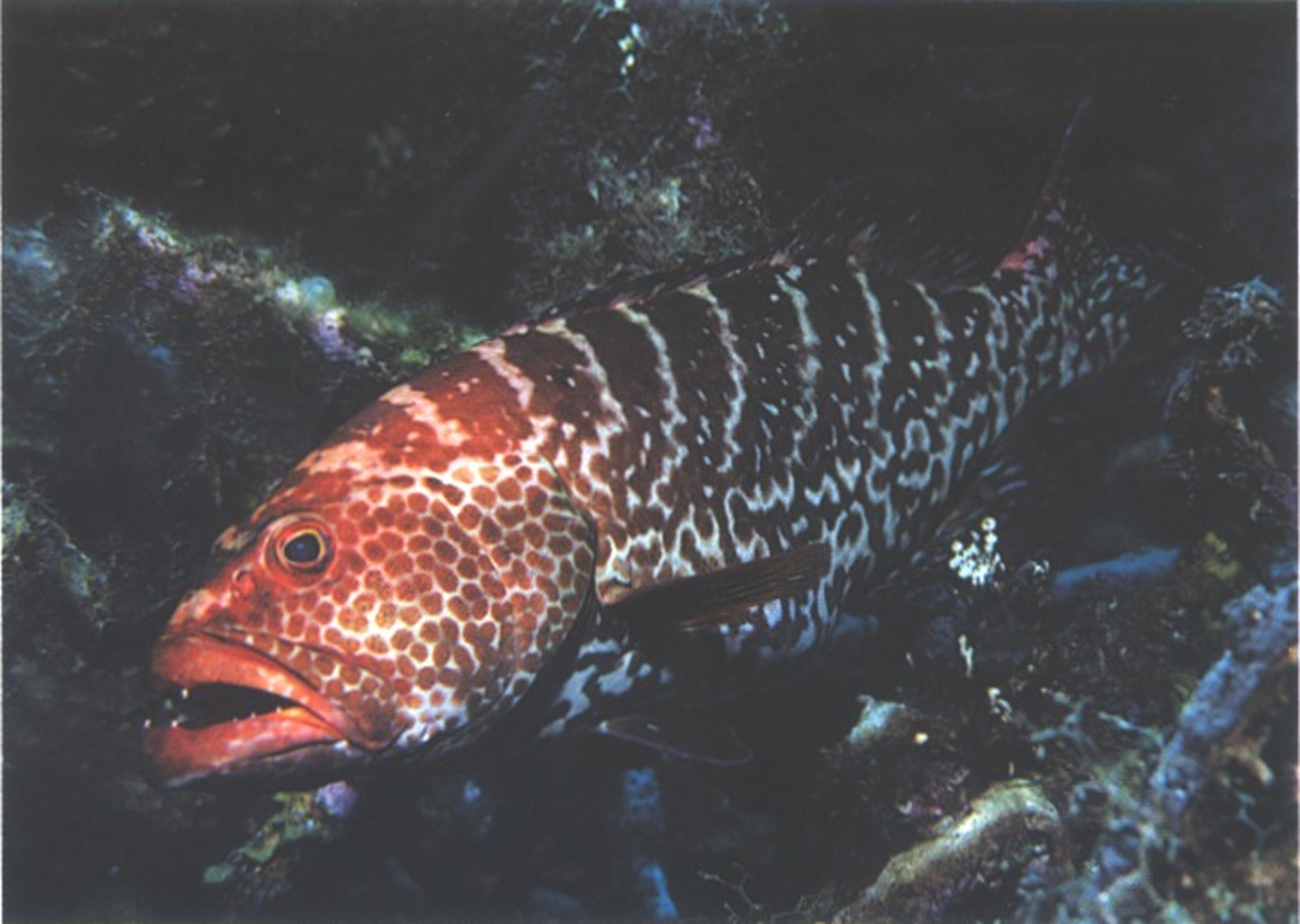 term image