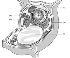<p>B. Chloroplast</p>