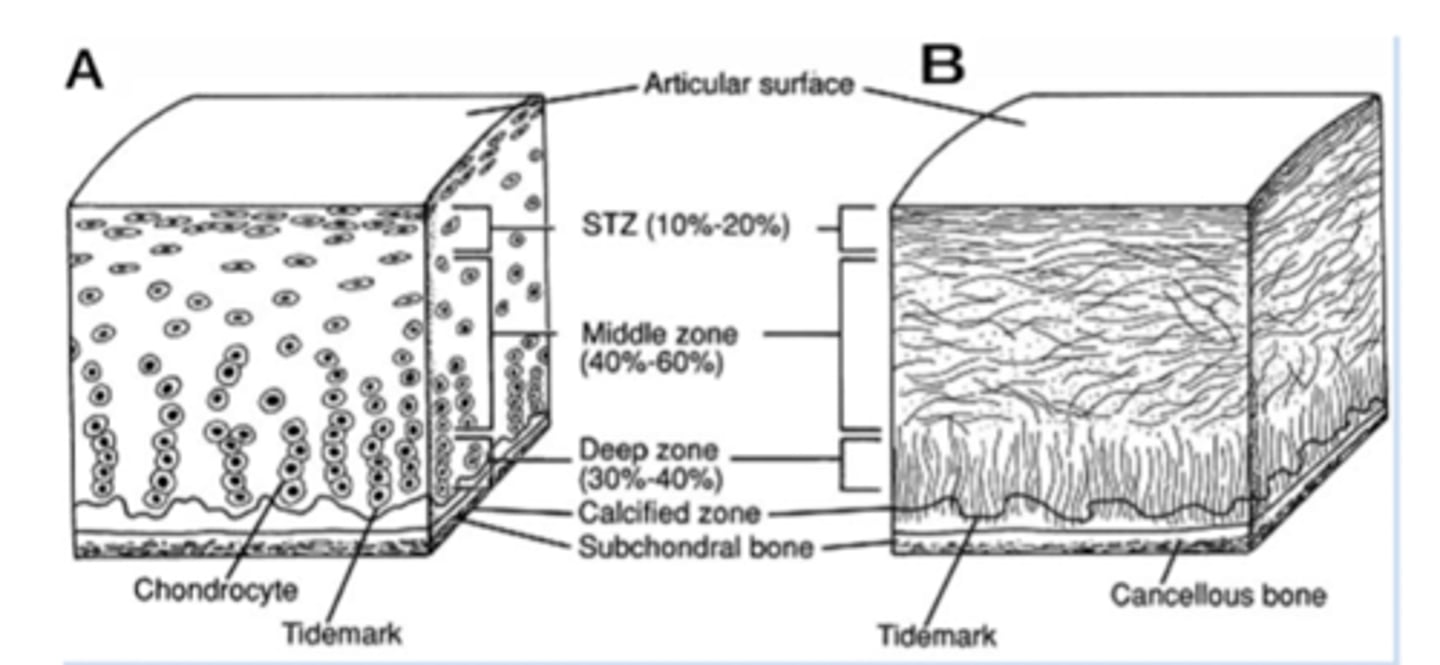 <p>Compression</p>