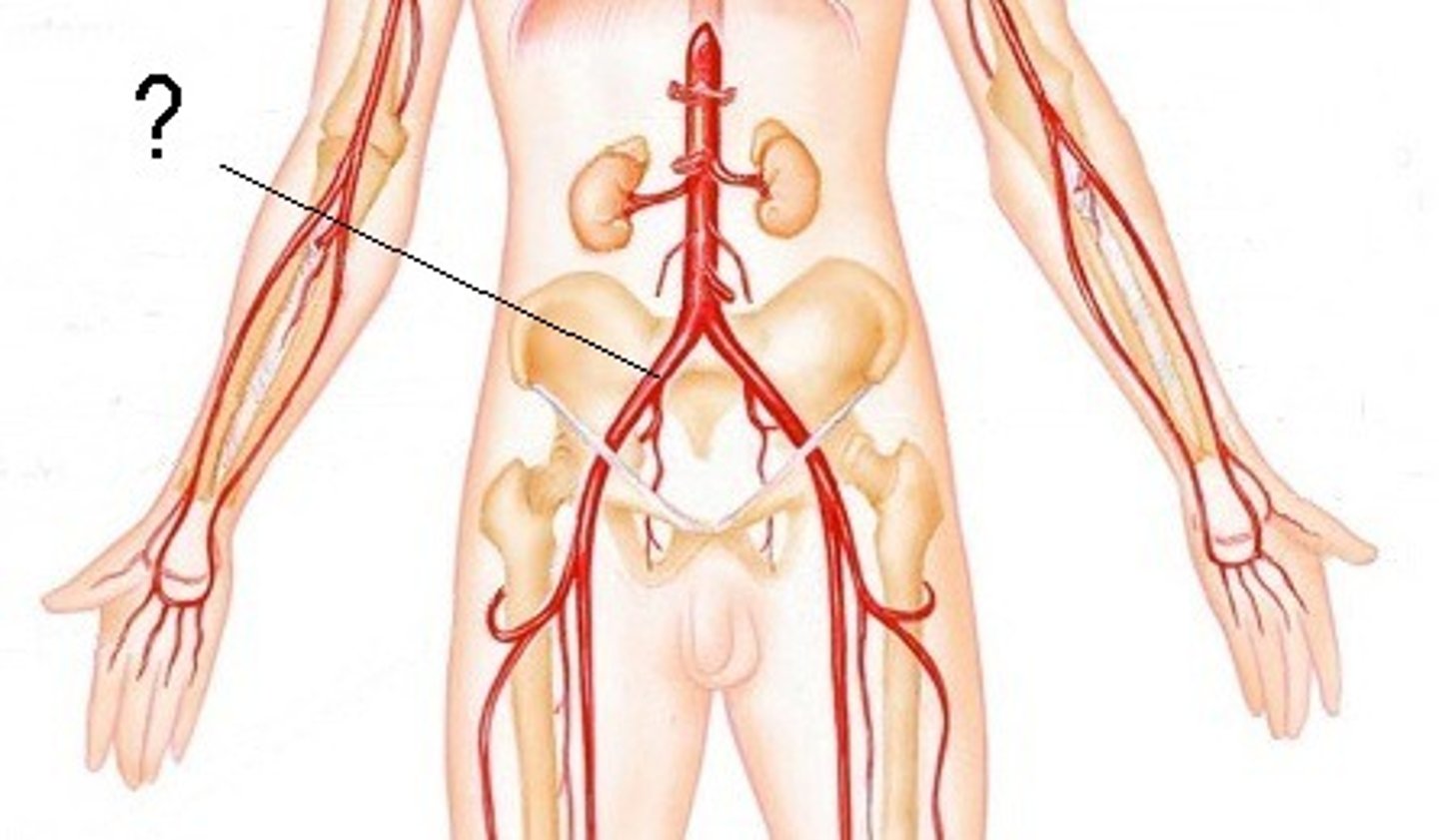 <p>Branches from abdominal aorta.</p>