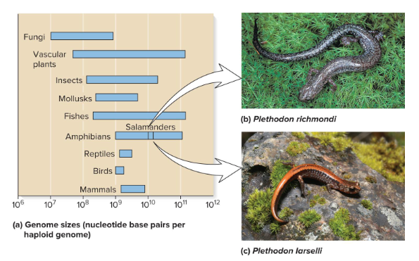 <p>Fill in the blank…</p><p>The total amount of DNA in eukaryotic species is typically much ( ) than that in bacterial cells. Eukaryotic species, however, vary substantially in size. Usually, variation is not related to the ( ) of the species. </p><p>Ex) There is a two-fold difference in the size of the genome in two closely related salamander species. The difference is size is not because of extra genes, but rather the accumulation of repetitive DNA sequences that do not encode proteins.</p>