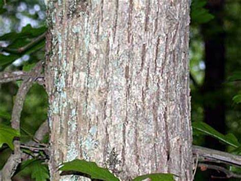 Family: Fagaceae

SN: Quercus lyrata