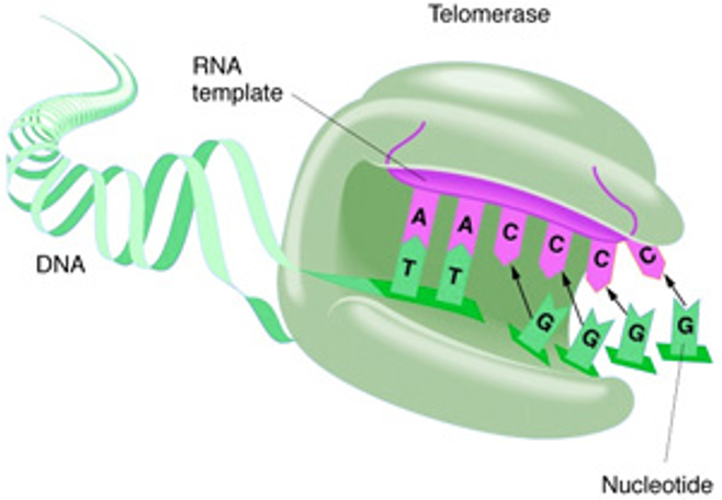 <p><span>RNA à DNA polymerase that adds telomere repeat segments after replication;</span></p><p style="text-align: left"><span>Absent in normal somatic cells;</span></p><p style="text-align: left"><span>Expressed in stem cells and germline cells – these retain the ability to divide!</span></p><p style="text-align: left"></p><p style="text-align: left"><span>Expressed also in cancer</span></p><p style="text-align: left"><span>&nbsp;&nbsp;&nbsp; or immortalised cells.</span></p><p></p>