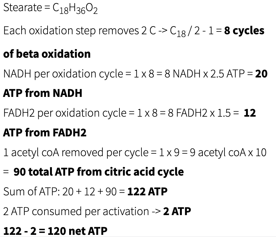<ol><li><p>calculate the # of b-oxidation steps</p></li><li><p>each cycle produces 1 NADH + 1 FADH2</p></li><li><p>multiple NADH x 2.5 ATP, FADH x 1.5 ATP</p></li><li><p>each acetyl-CoA generates 3 NADH, 1 FADH2, 1 GTP (=1 ATP) → = 10 ATP</p></li><li><p>subtract activation cost</p></li><li><p>fatty acid activation is ALWAYS 2</p></li><li><p>substract the total ATP - 2 = net ATP</p></li></ol><p></p>