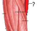 <p>adducts femur/thigh</p>
