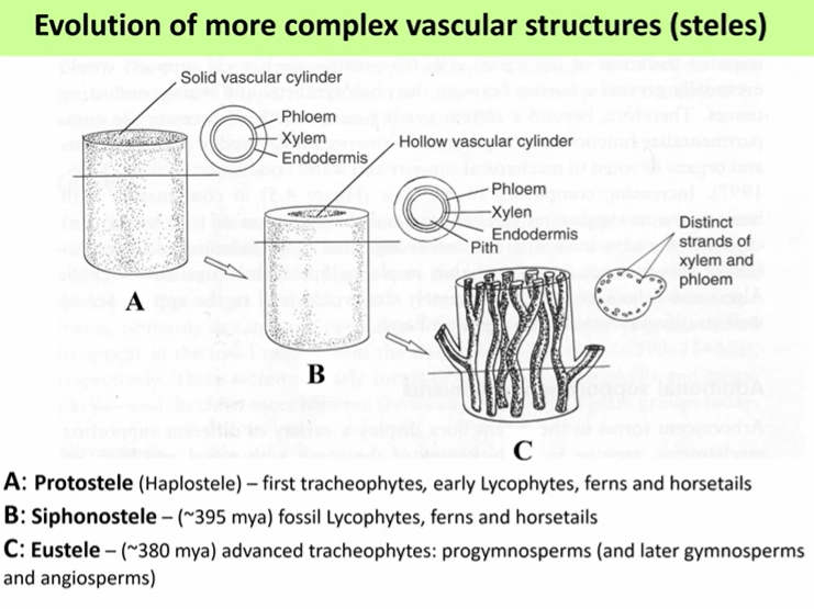 <p>stele- vascular system arrangement</p><ul><li><p>protostele → siphonostele → eustele</p></li><li><p>the cambium allows for secondary thickening</p></li></ul><p></p>
