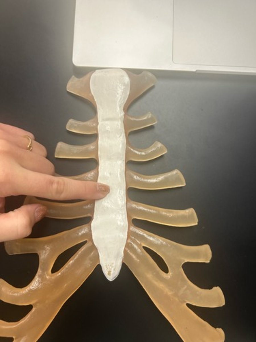 <p>name the bone</p>