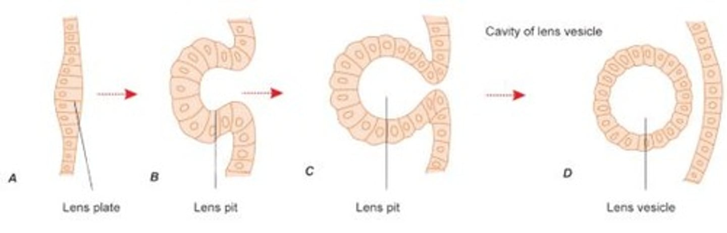 <p>A hollow sphere formed from the lens placode that eventually develops into the lens of the eye.</p>